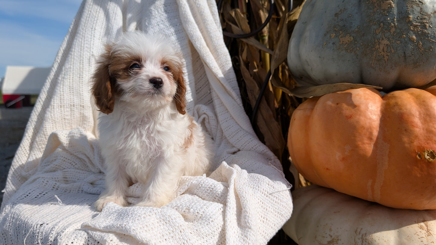 CAVAPOO (07/26) MALE