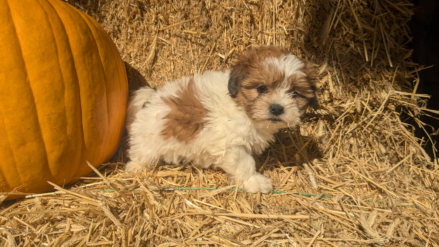 TEDDY BEAR (08/16) FEMALE