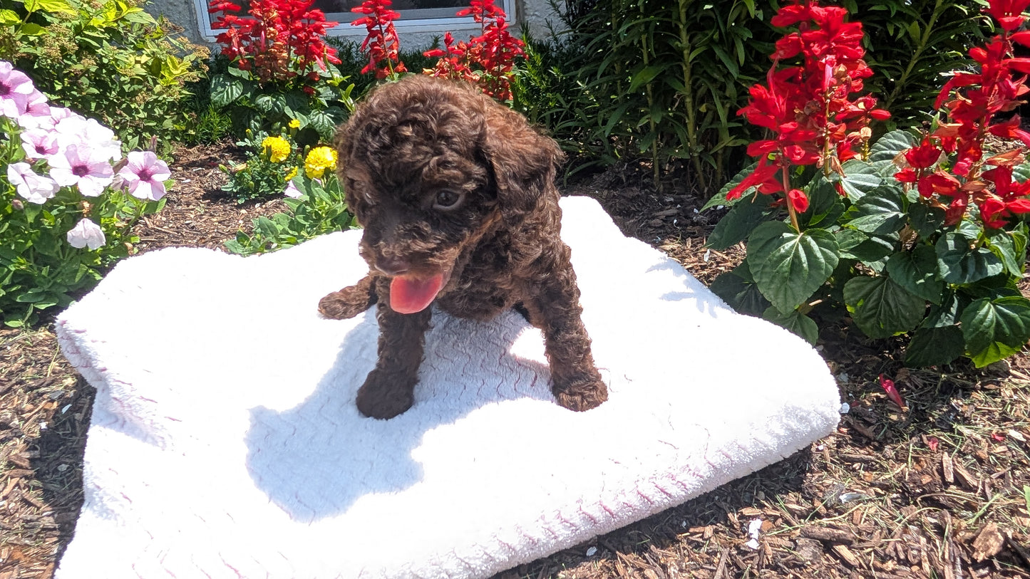 TOY POODLE (06/23) FEMALE