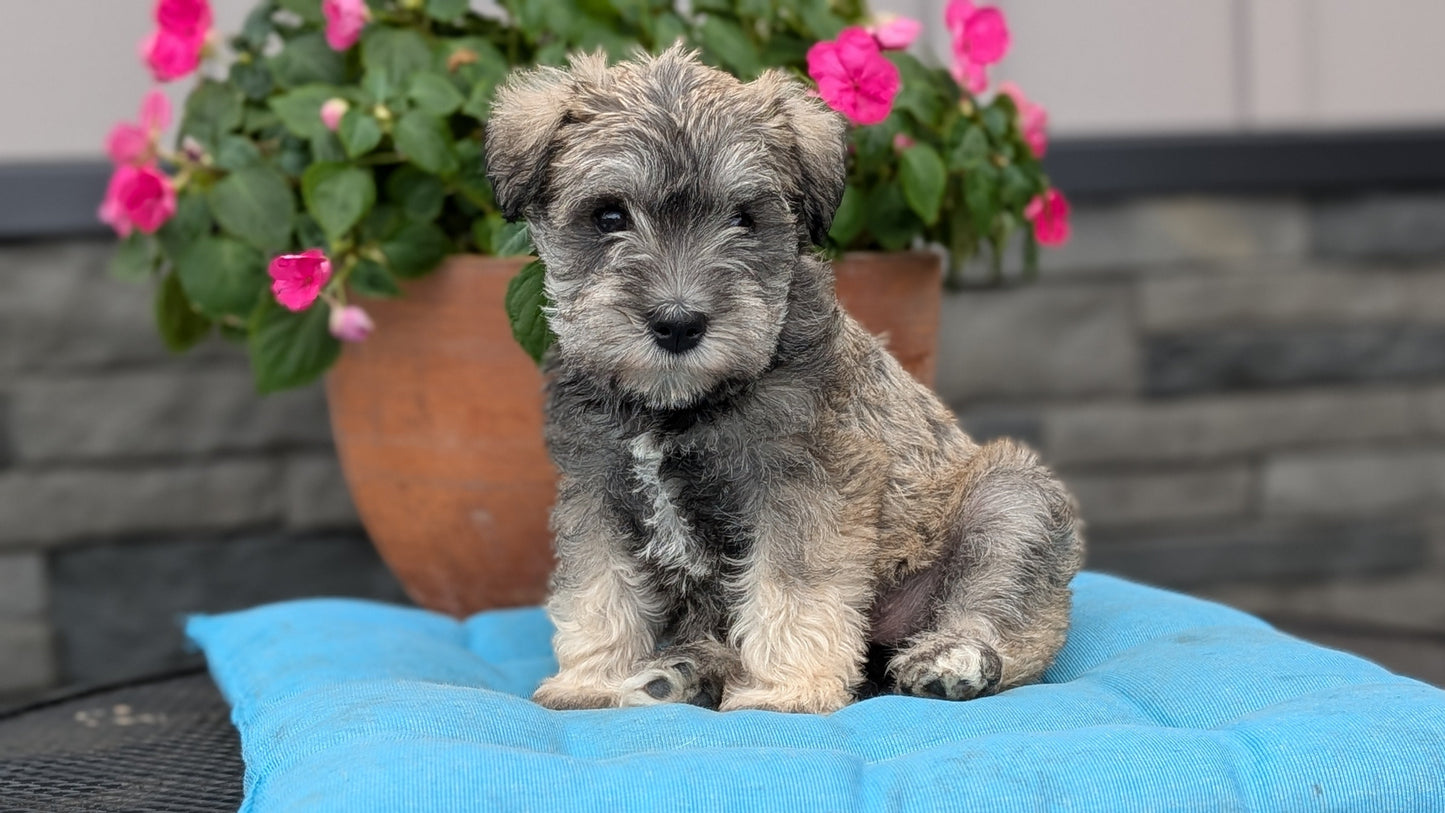MINI SCHNAUZER (07/10) FEMALE
