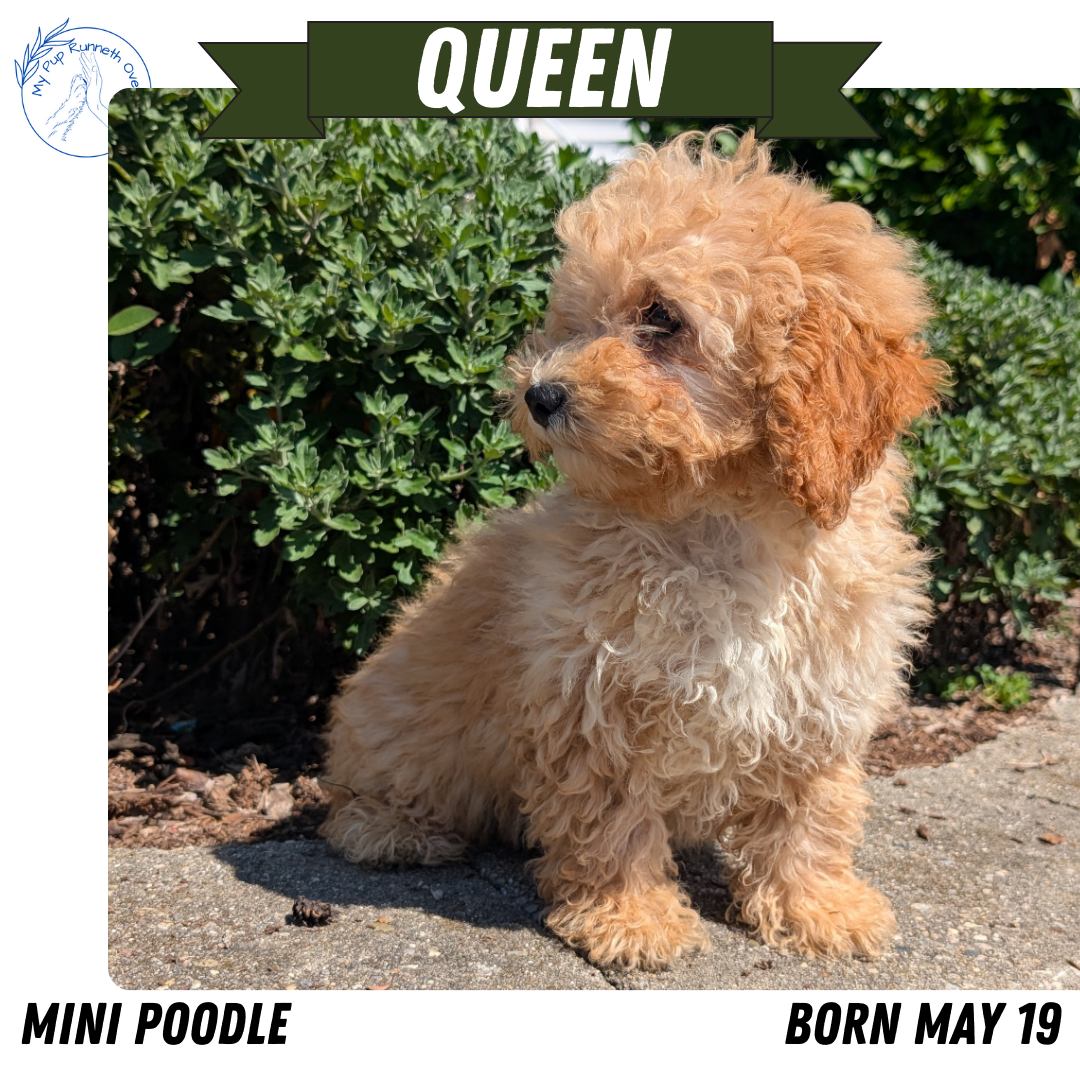 MINI POODLE (05/19) FEMALE