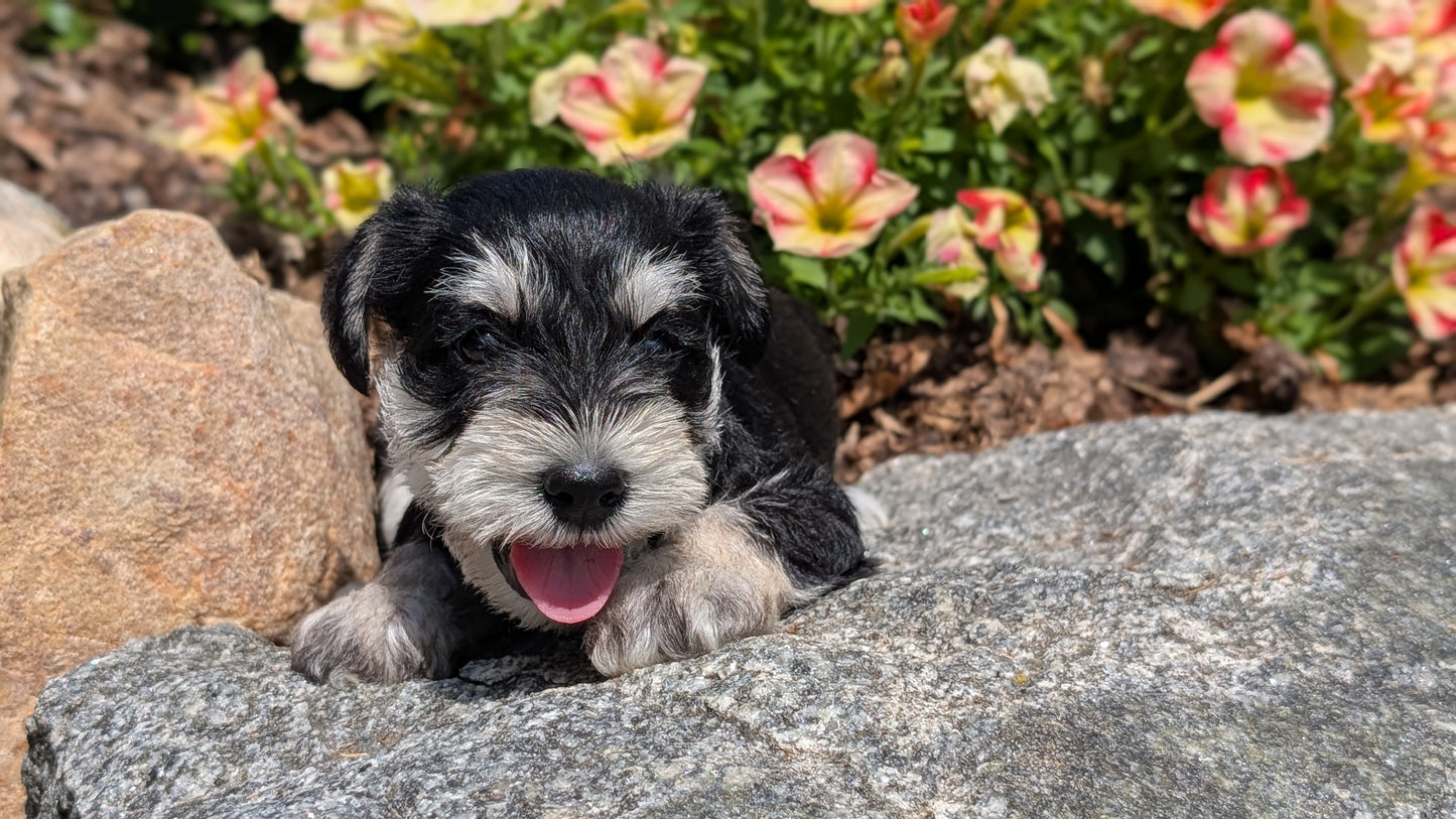 MINI SCHNAUZER (05/29) FEMALE
