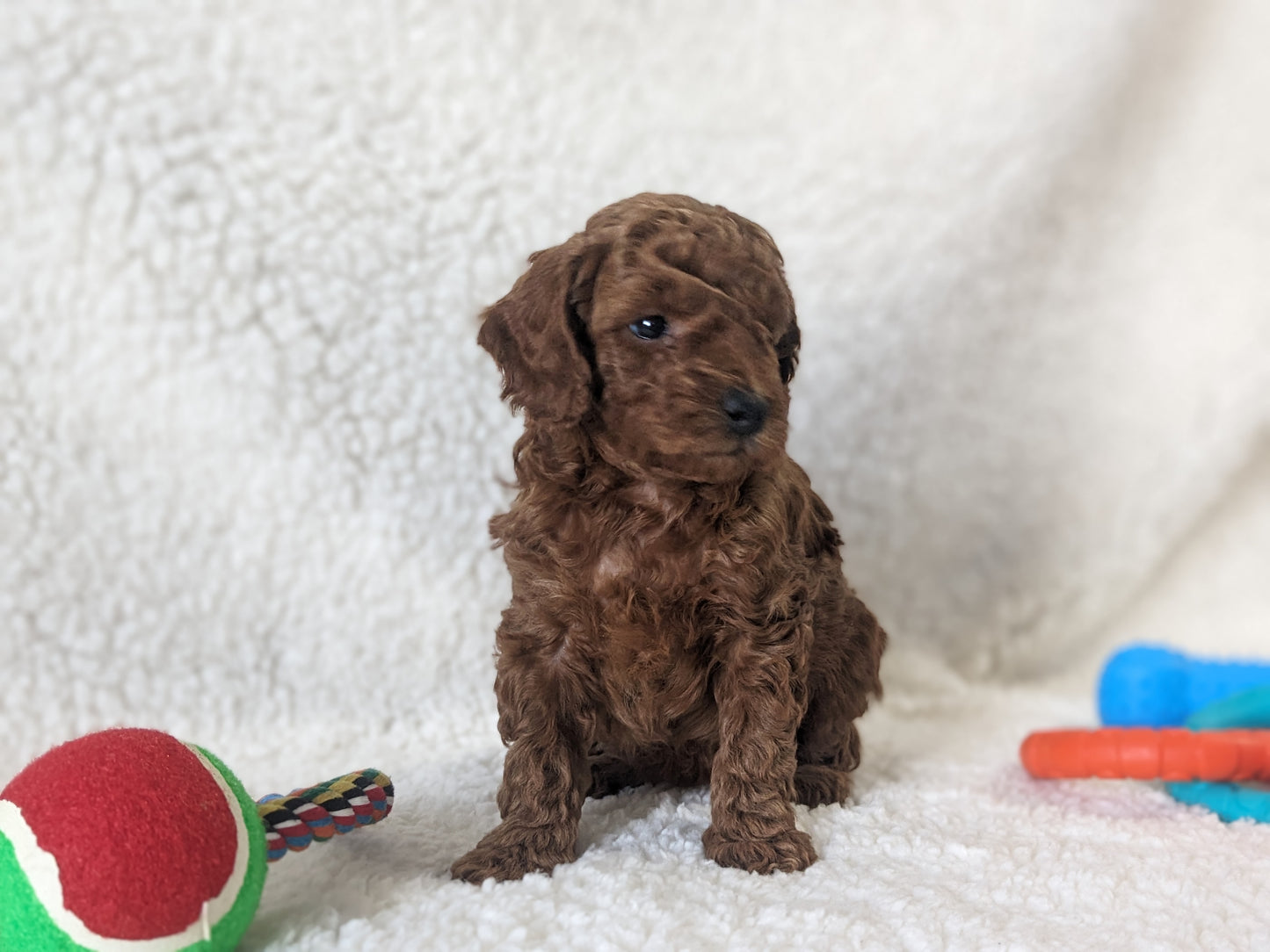TOY POODLES (02/23/24) FEMALE