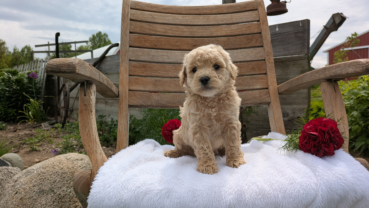 MINI POODLE (03/30) MALE
