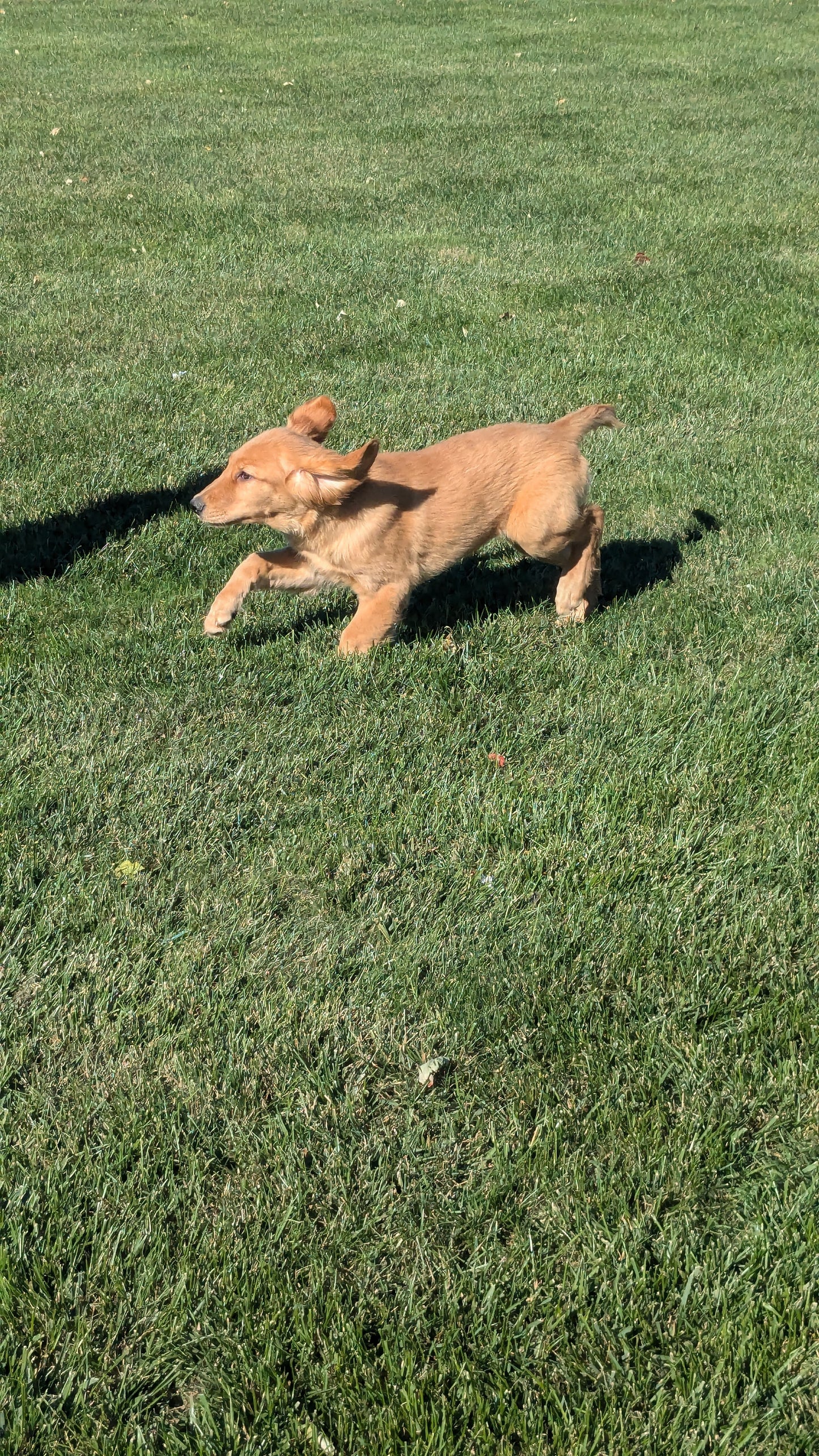 GOLDEN RETRIEVER (06/24) MALE