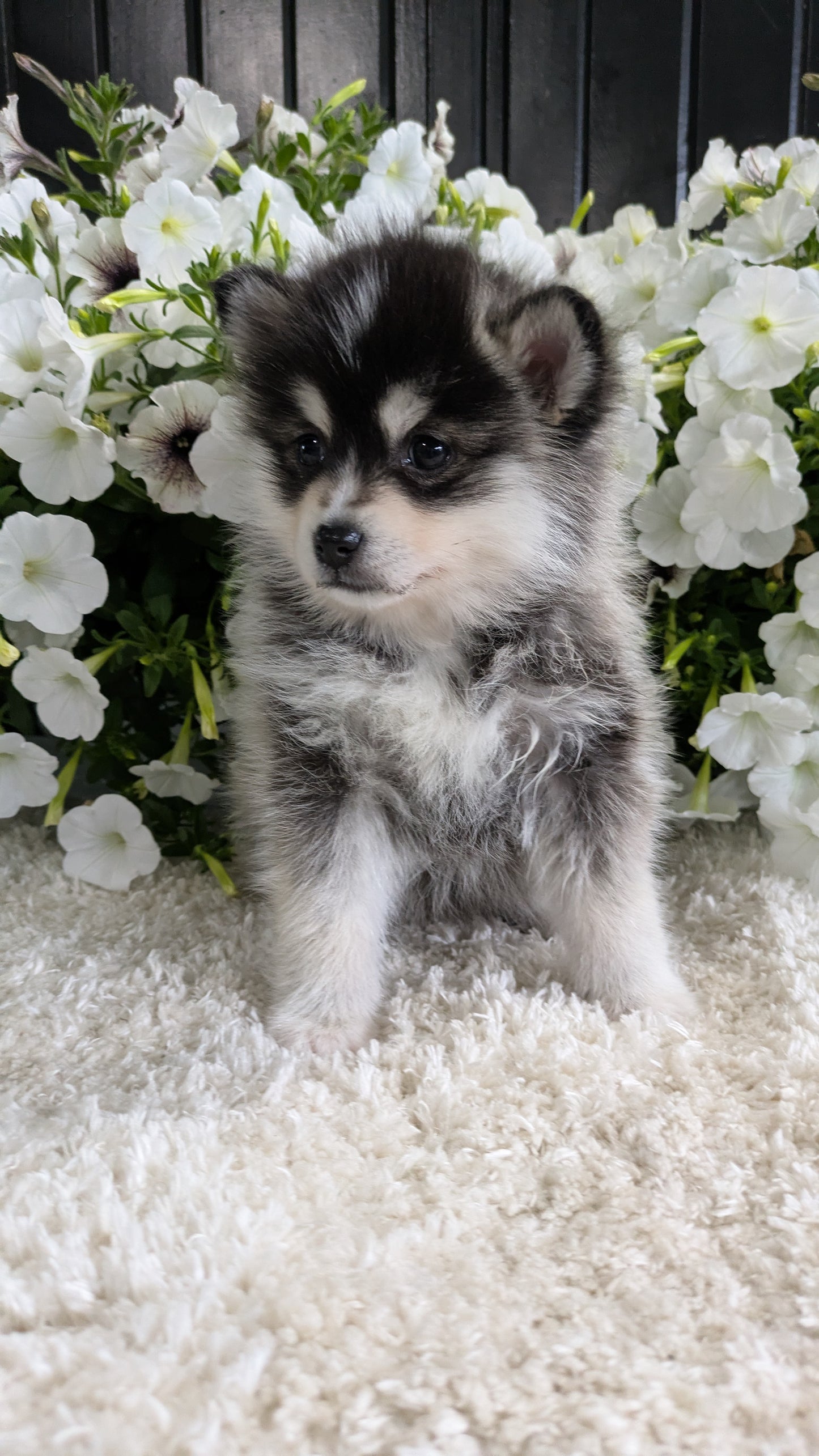 POMSKY (04/01) FEMALE