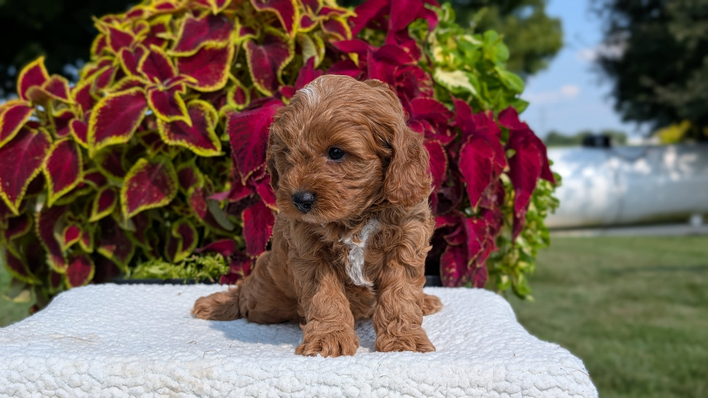 CAVAPOO (07/06) MALE