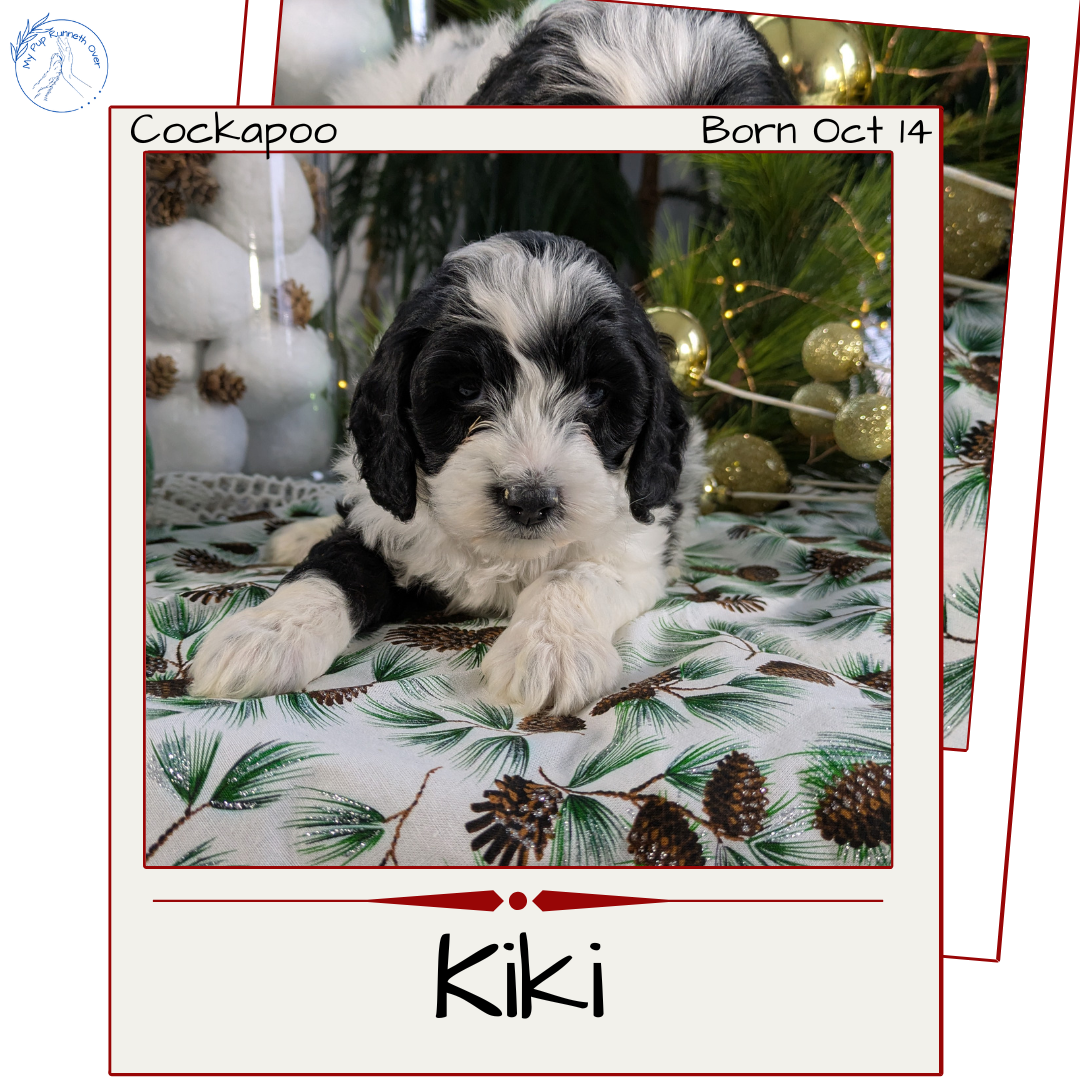 COCKAPOO (10/14) FEMALE