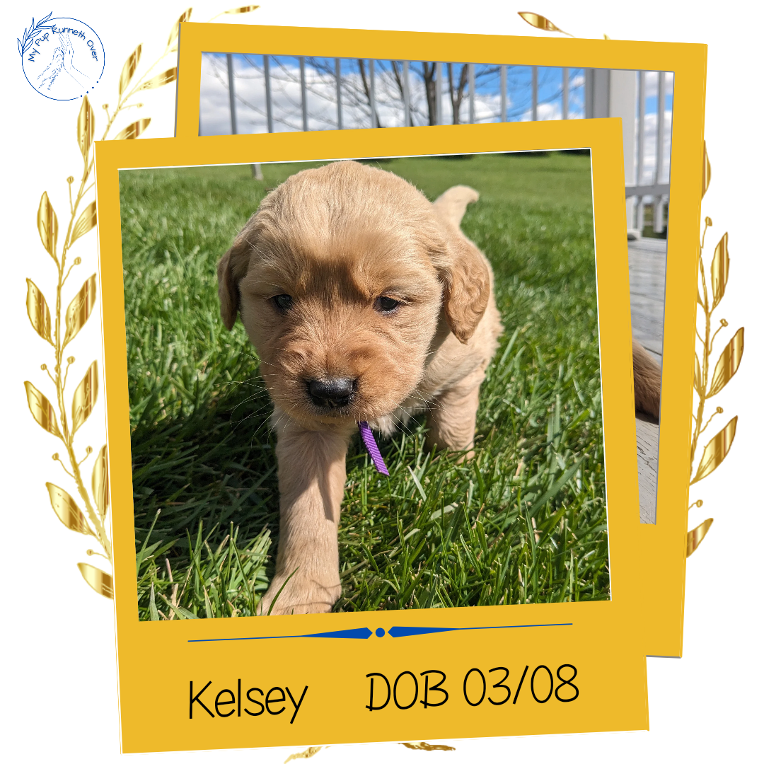 GOLDEN RETRIEVER (03/08) FEMALE