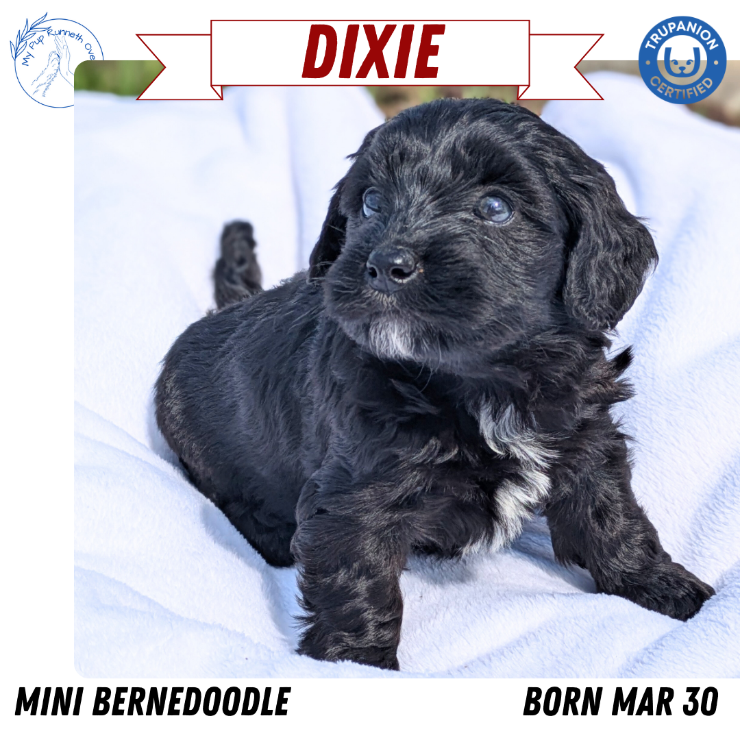 MINI BERNEDOODLE (03/30) FEMALE