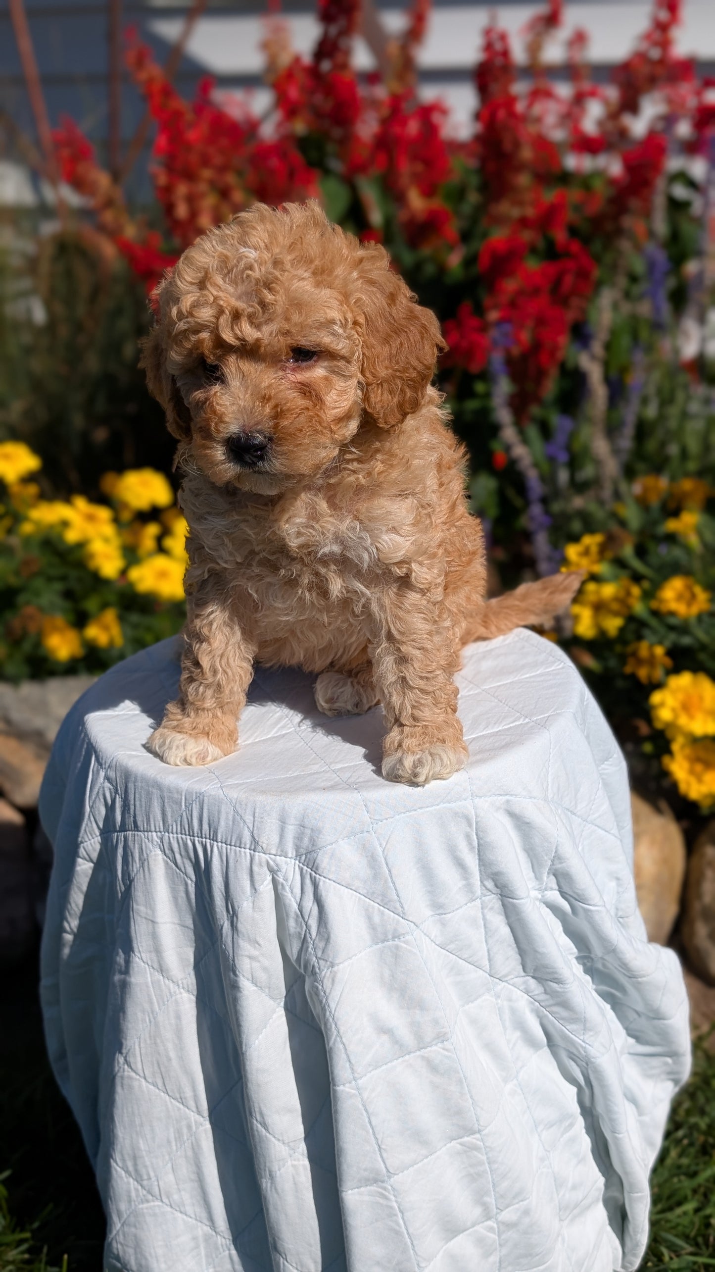 MINI GOLDENDOODLE (08/15) FEMALE