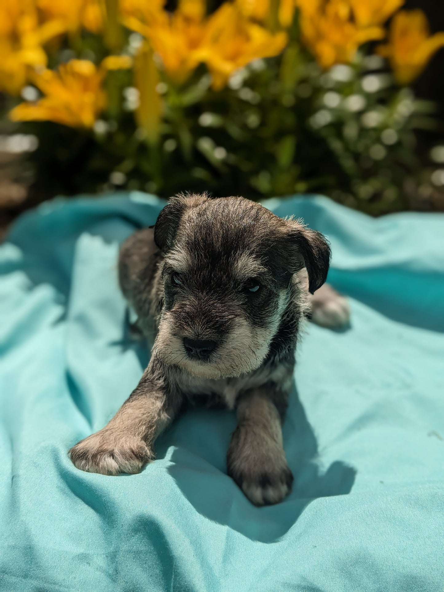 MINI SCHNAUZER (05/09) MALE