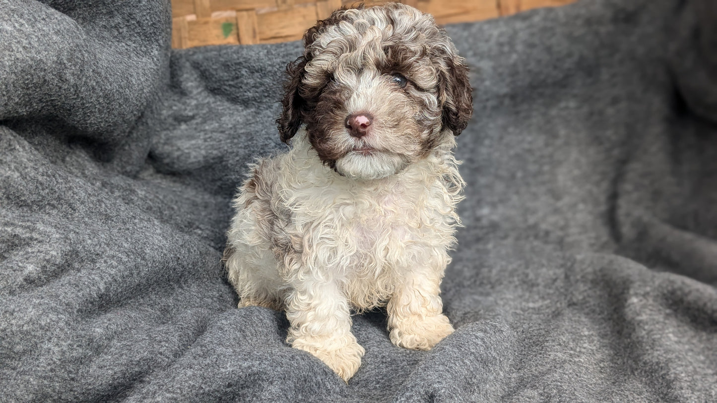 COCKAPOO (09/13) MALE