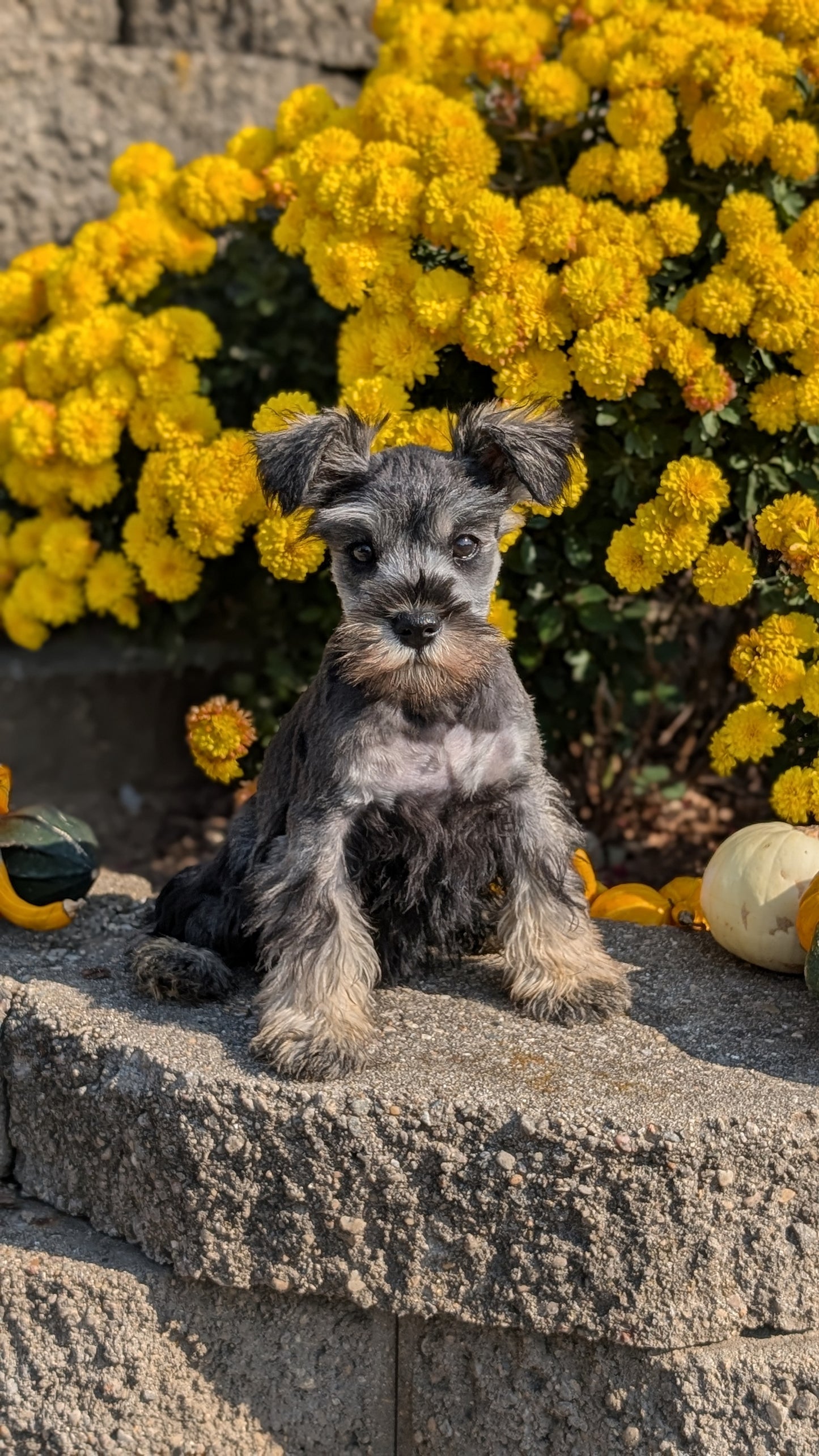 MINI SCHNAUZER (08/21) FEMALE