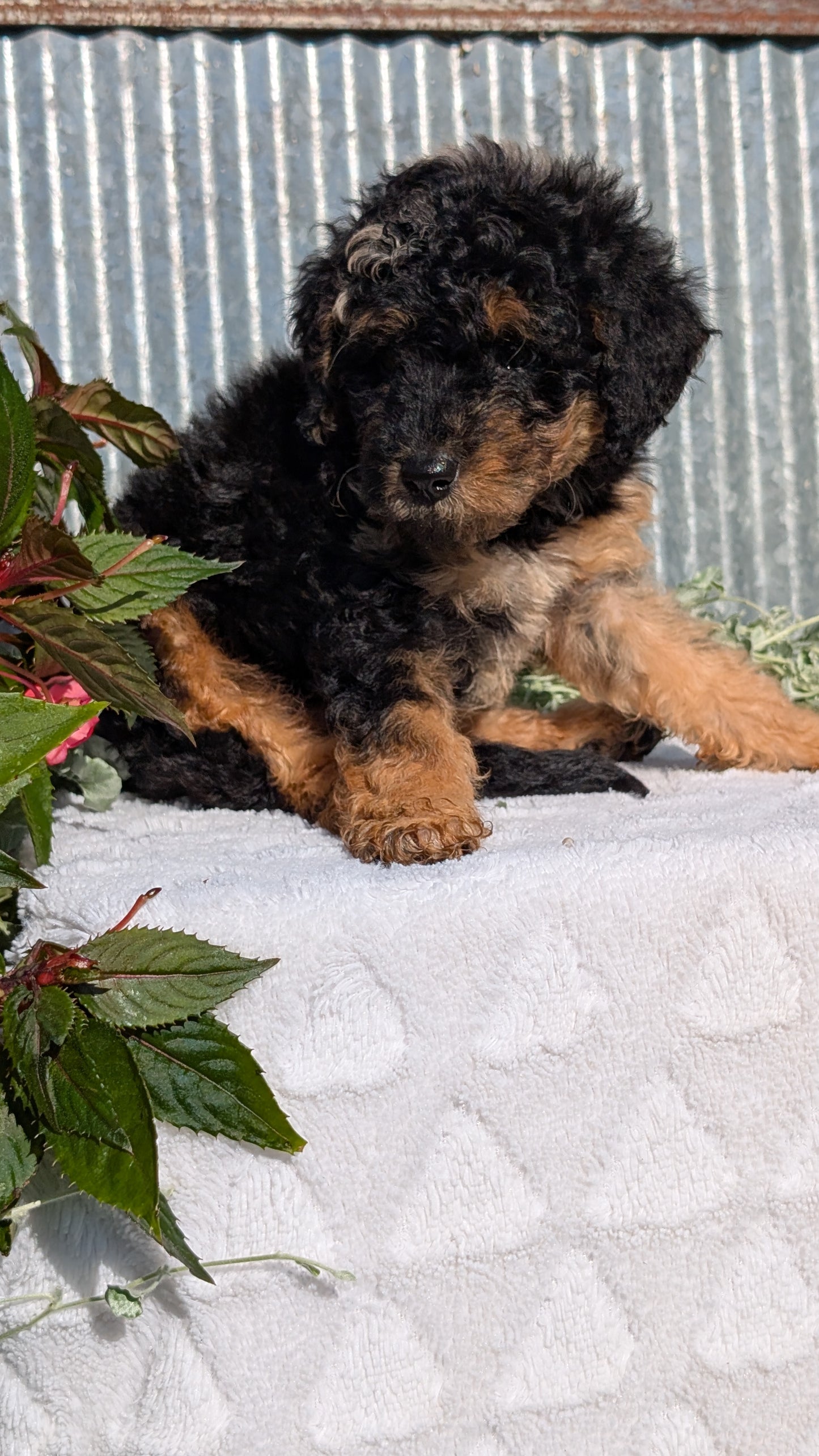 TOY POODLE (07/06) MALE
