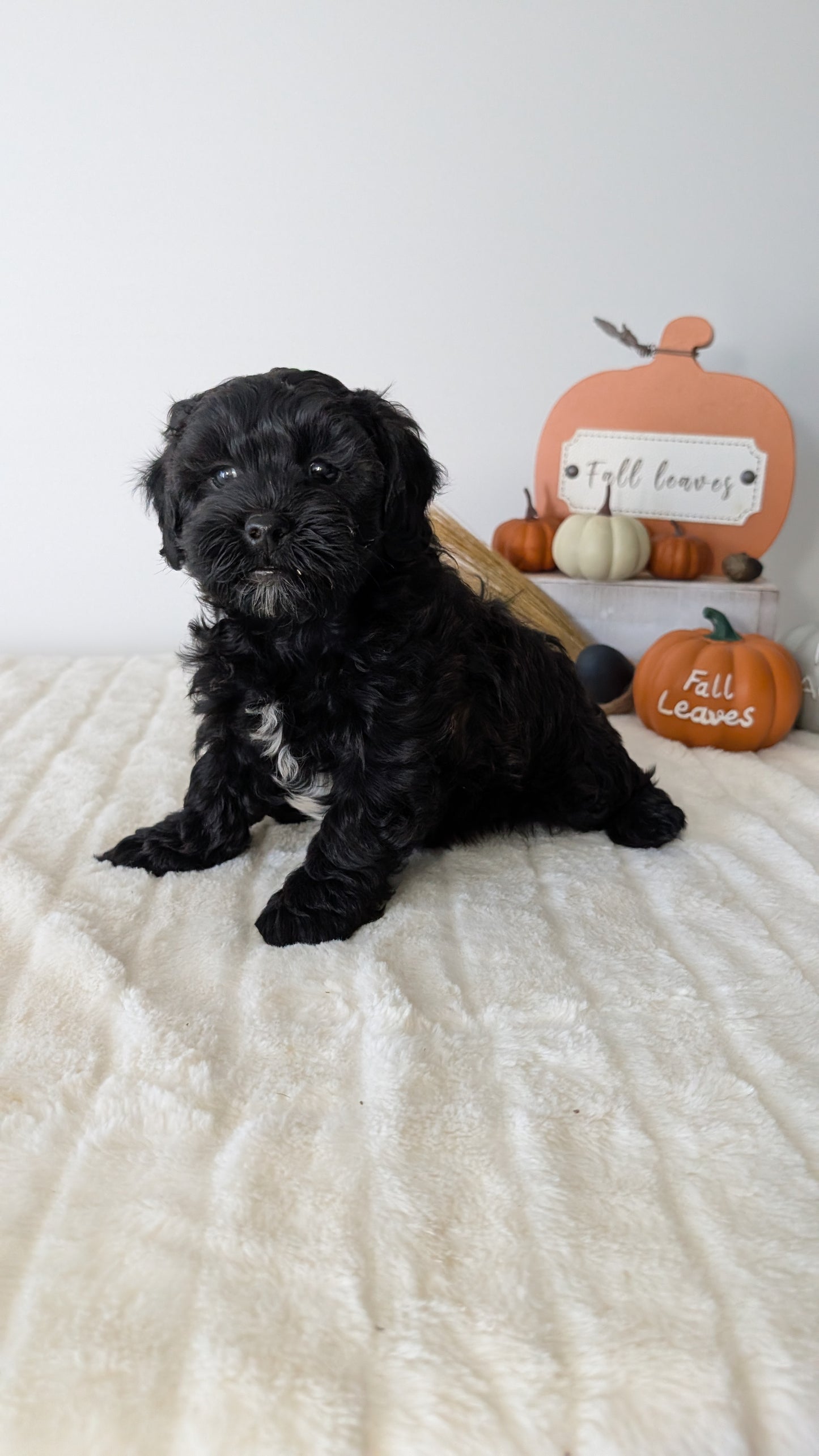 SHIHPOO (07/26) MALE