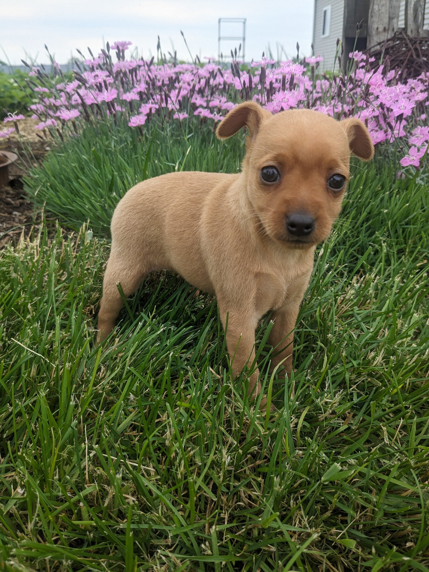 MINI PINSCHER (04/10) FEMALE
