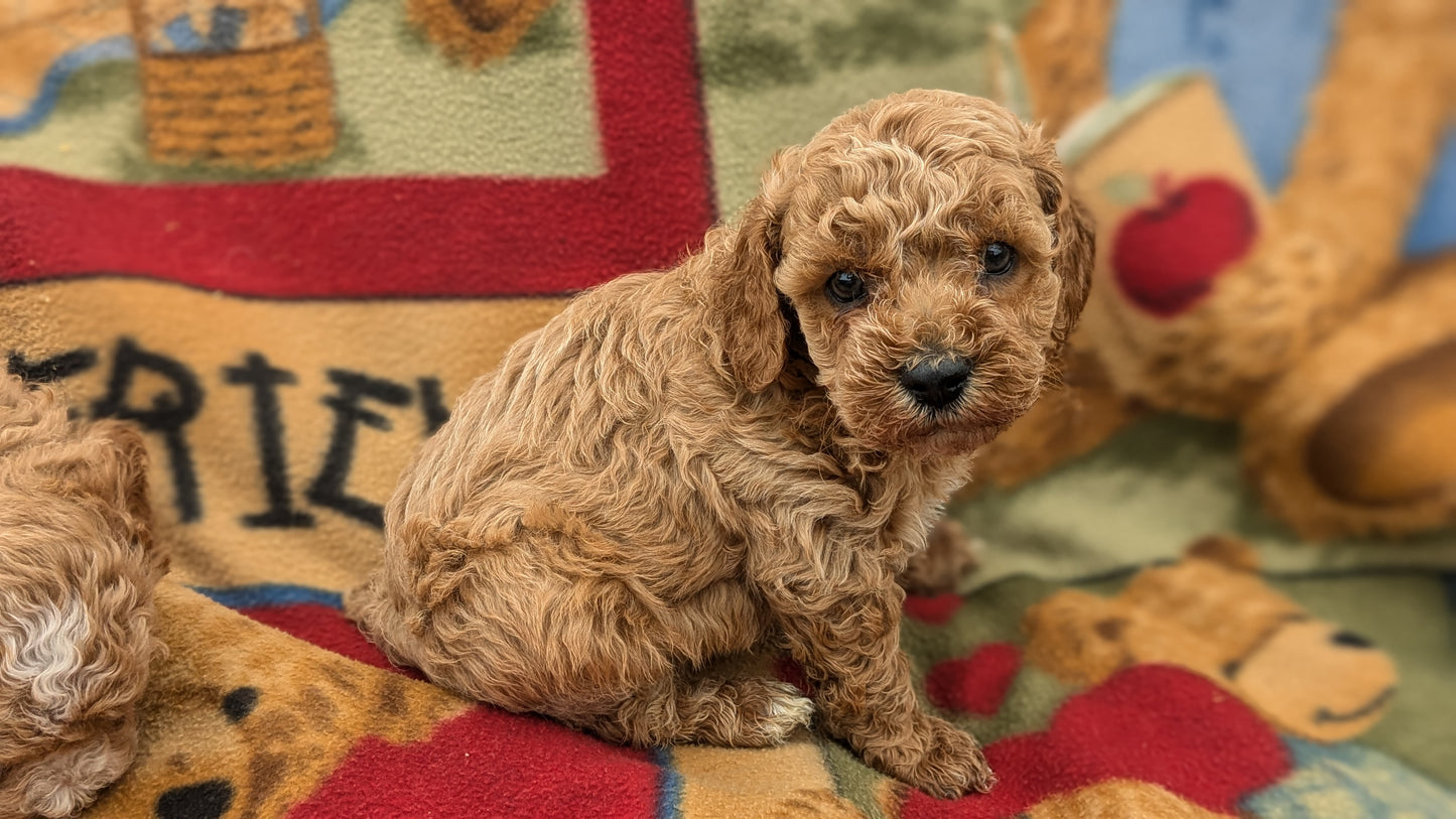 MINI POODLE (09/27) MALE