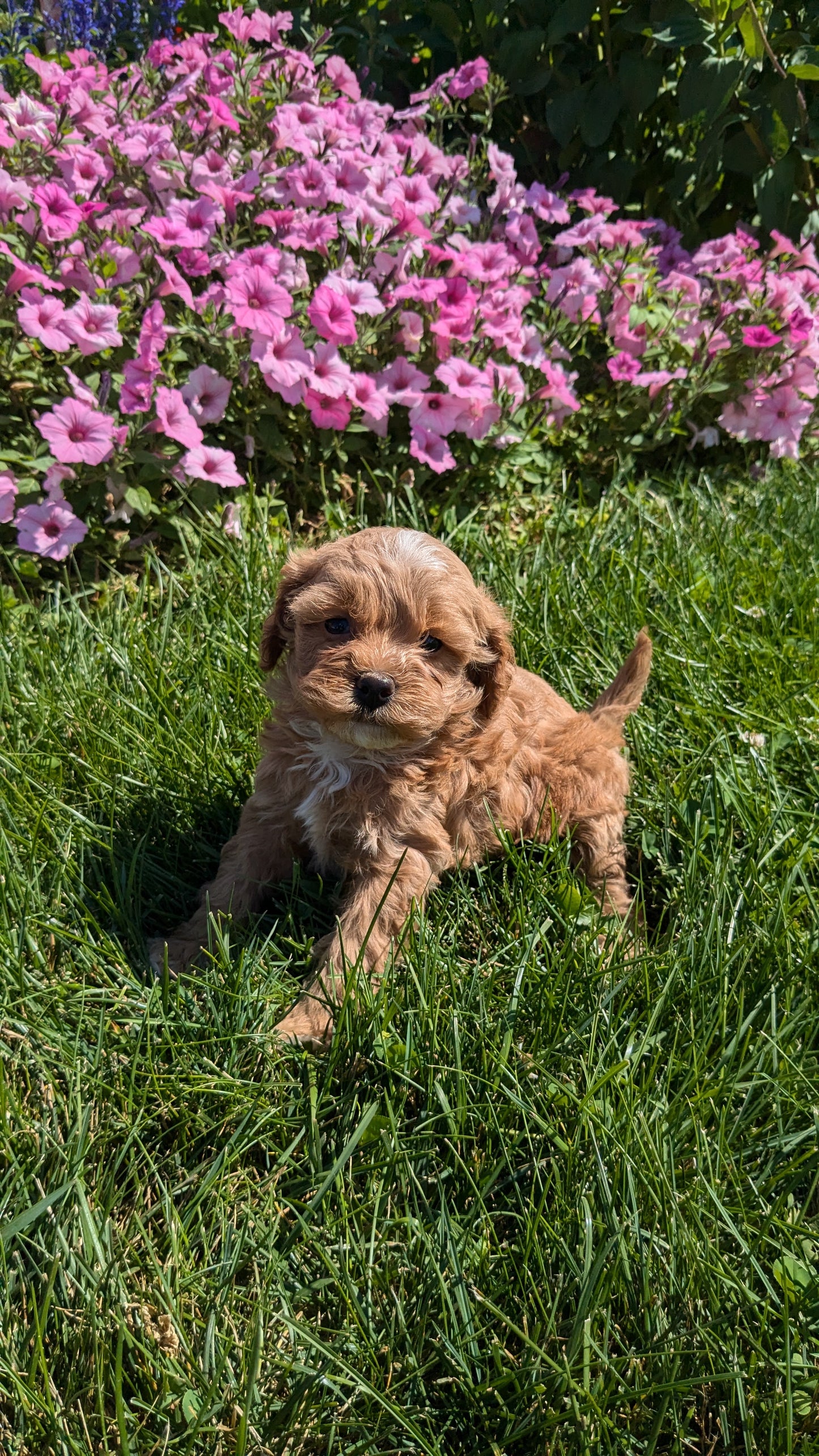 CAVAPOO (08/02) FEMALE