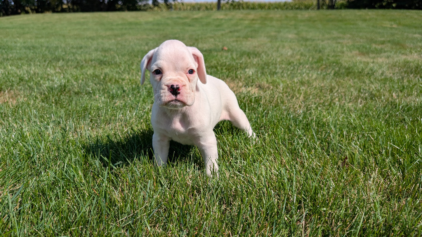 BOXER (08/20) FEMALE