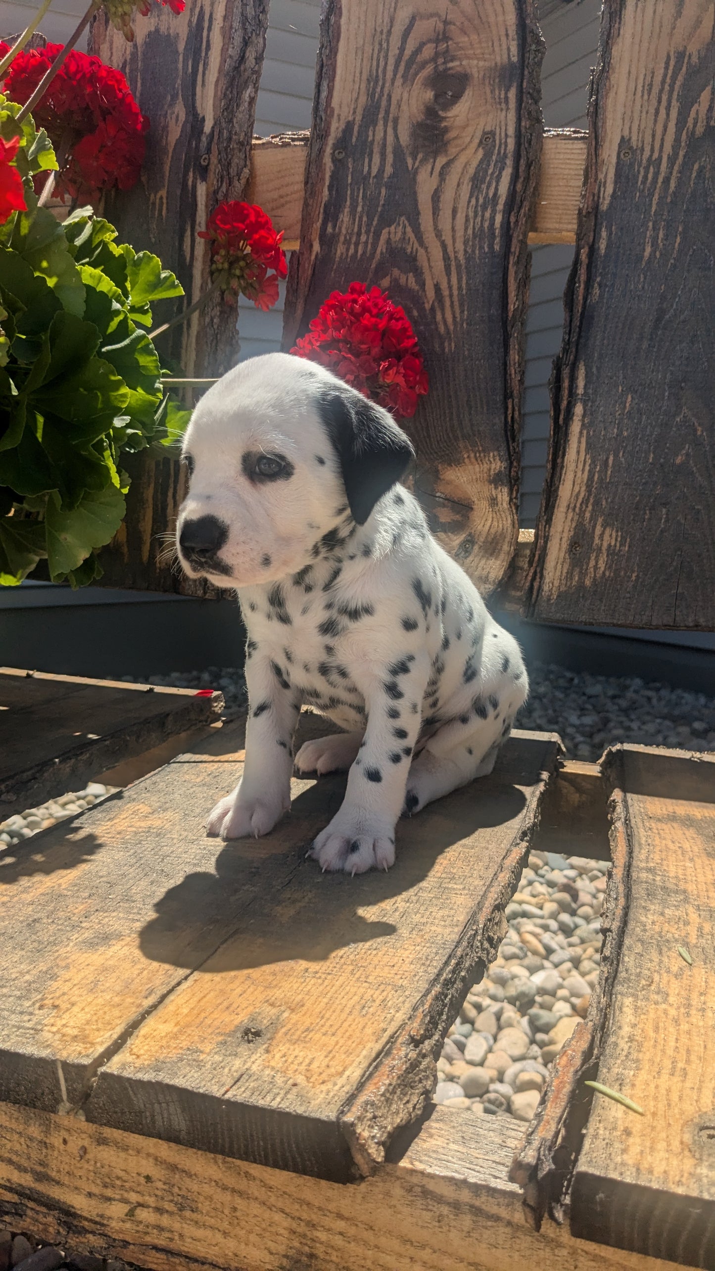 DALMATIAN (05/26) FEMALE