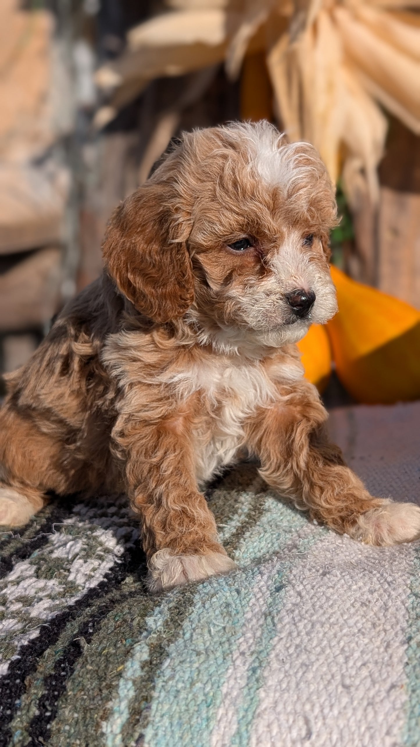CAVAPOO (OCT 02) FEMALE