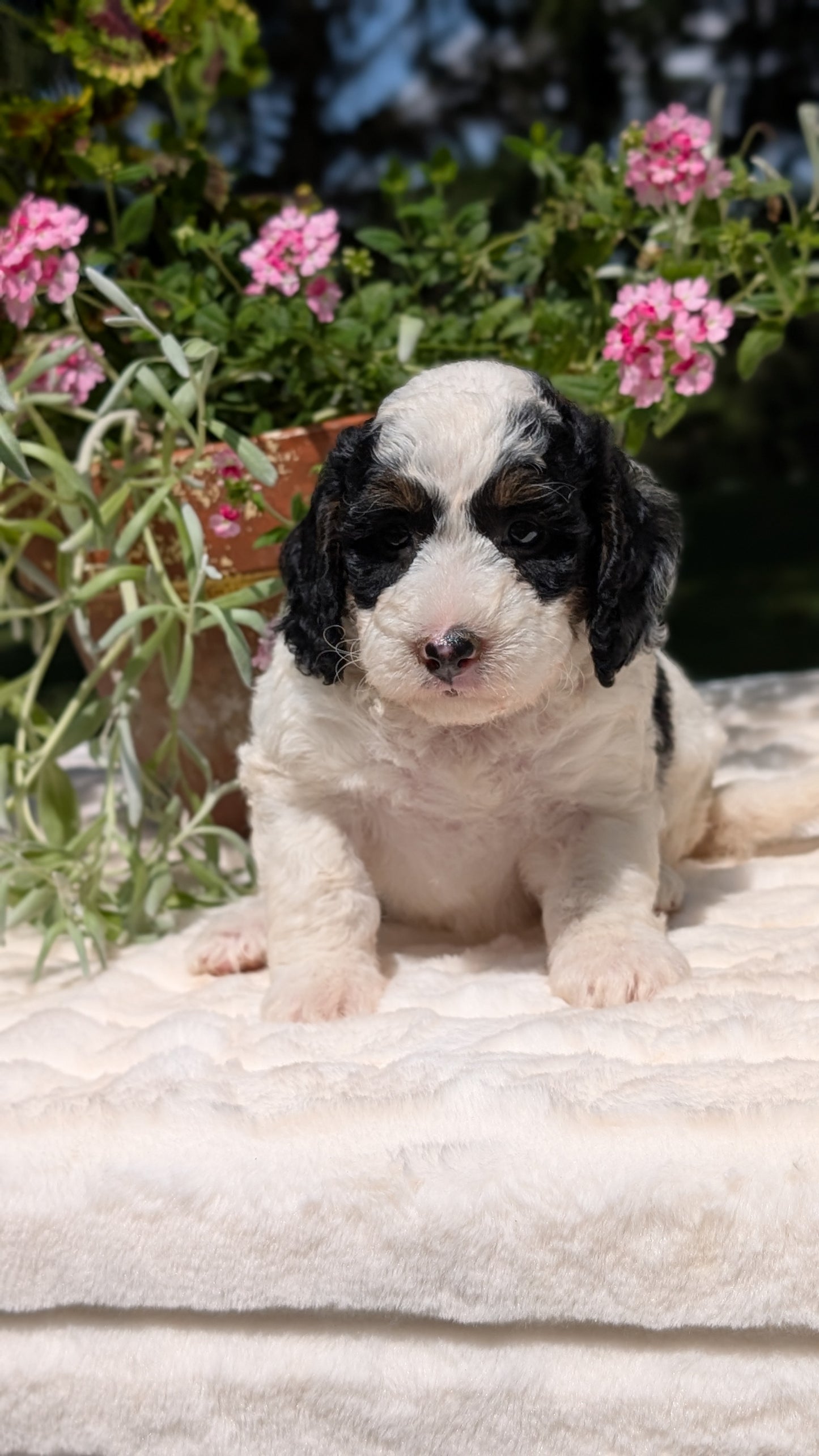 MINI BERNEDOODLE (06/11) FEMALE