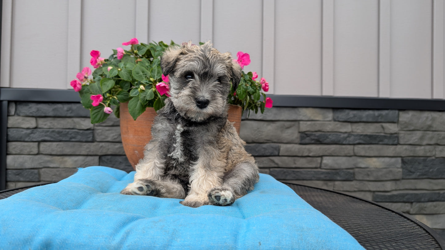 MINI SCHNAUZER (07/10) FEMALE