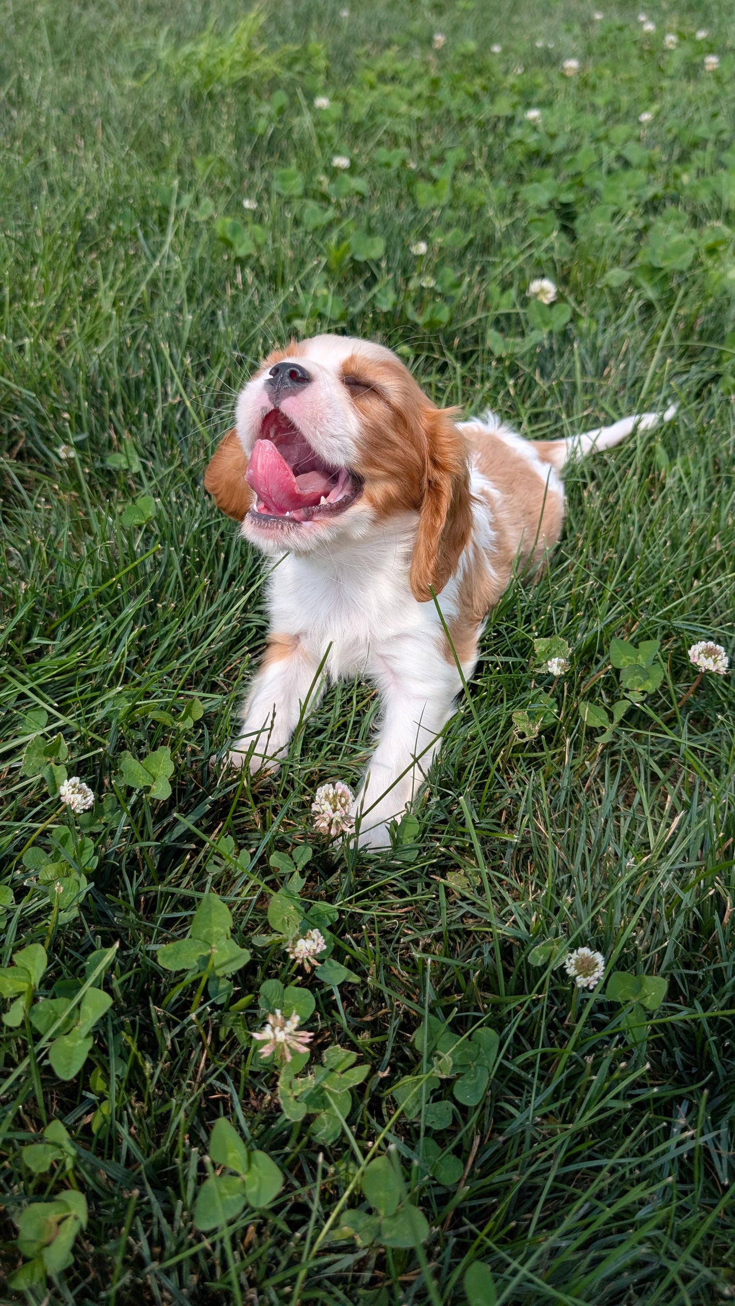 CAVALIER (05/19) MALE