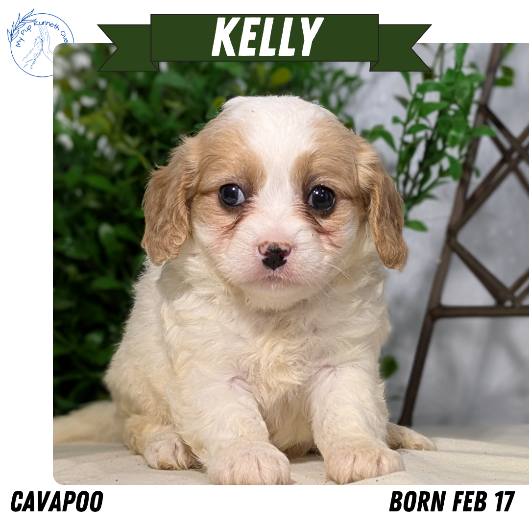 CAVAPOO (02/17) FEMALE
