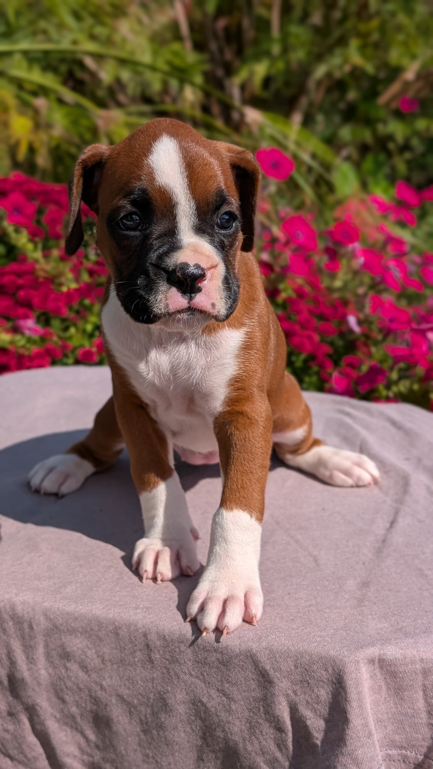 BOXER (08/20) FEMALE