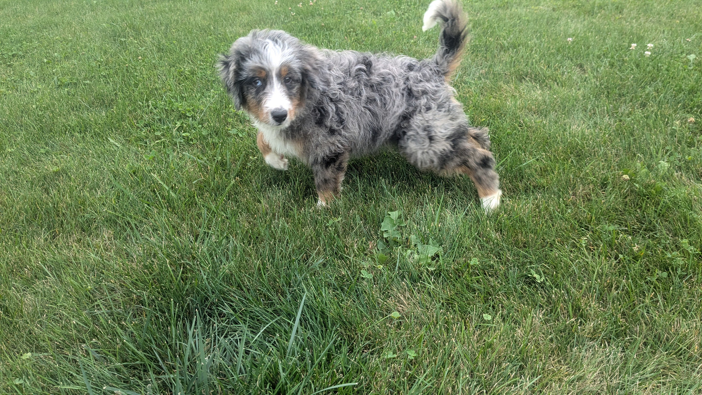 MINI BERNEDOODLE (07/04) MALE