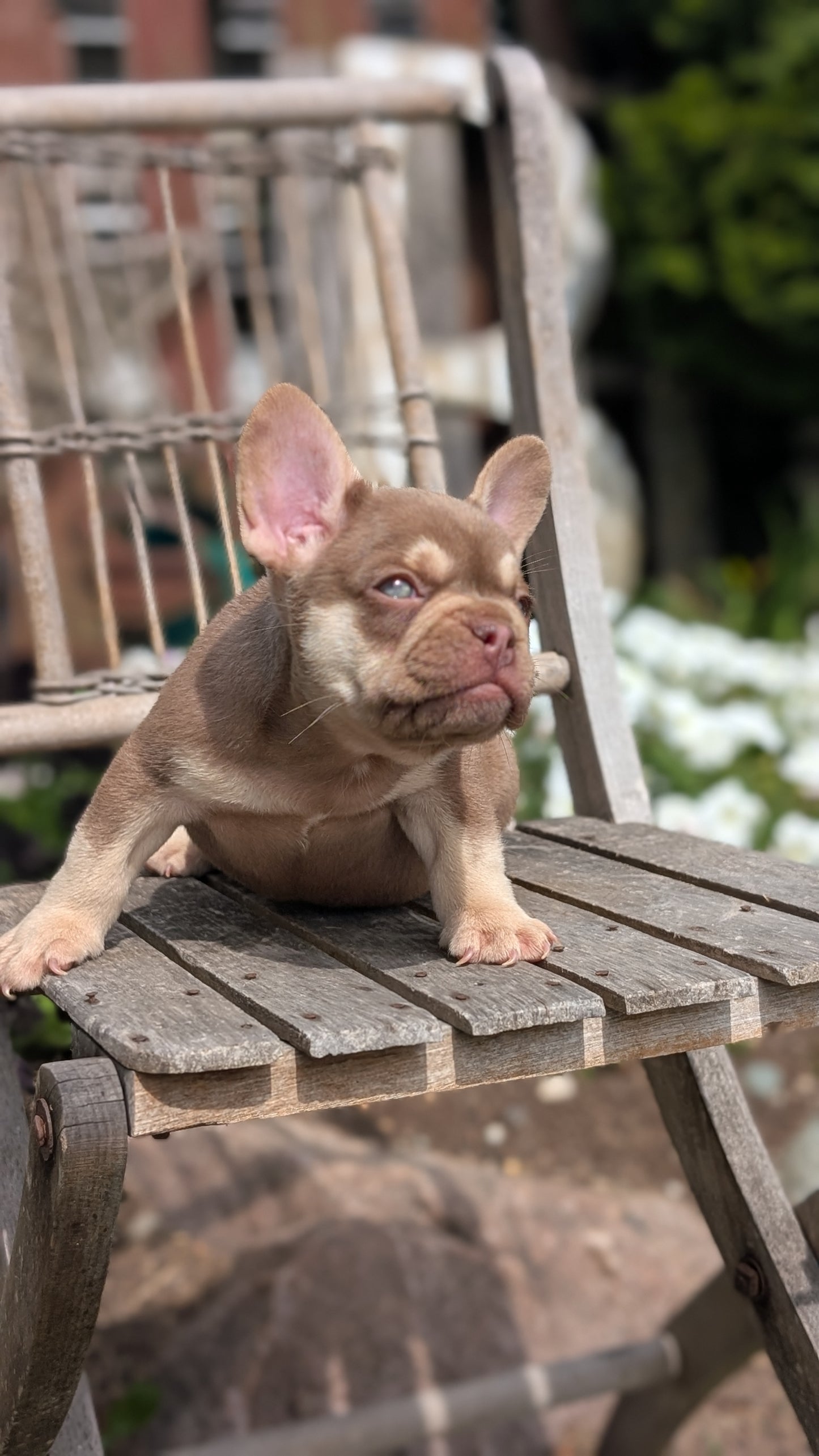 FRENCH BULLDOG (07/11) MALE