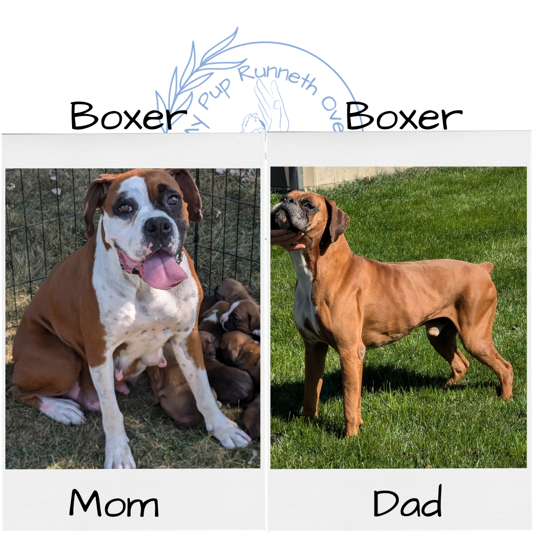 BOXER (08/27) FEMALE