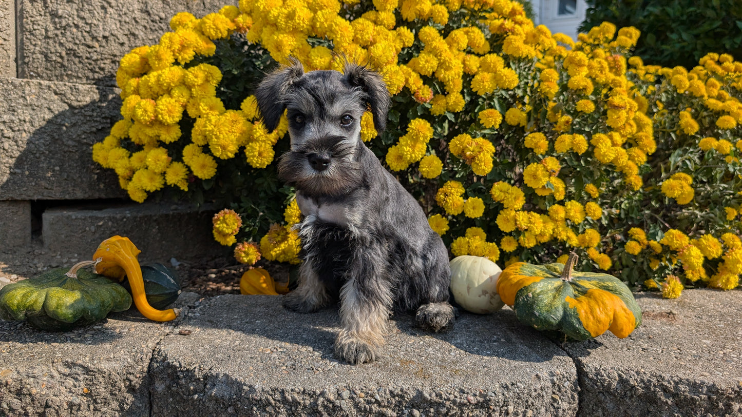 MINI SCHNAUZER (08/21) MALE