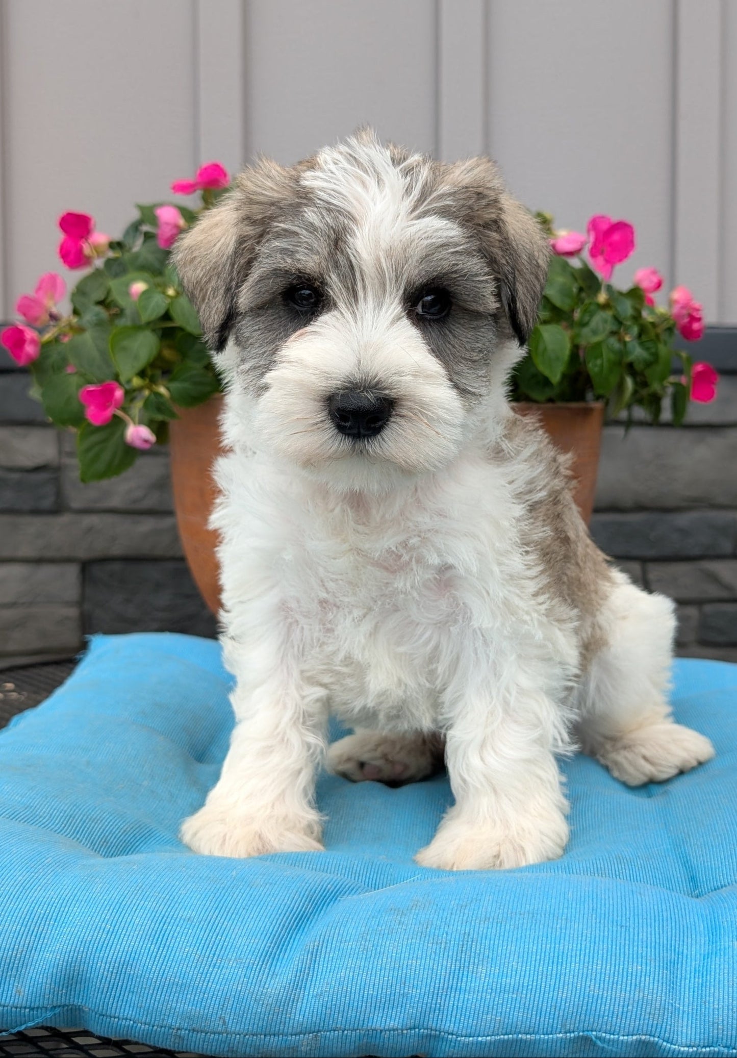 MINI SCHNAUZER (07/10) MALE