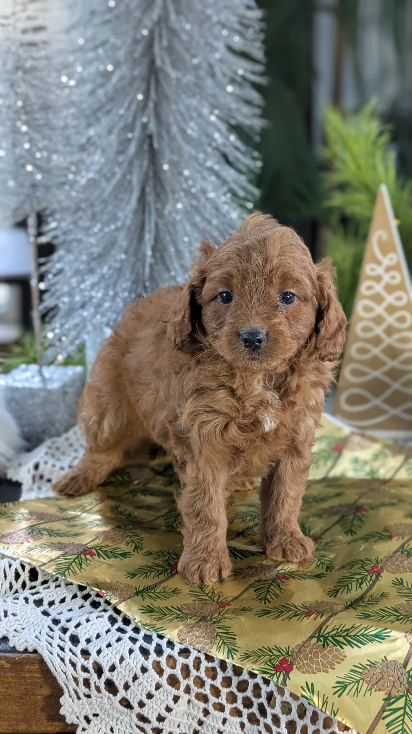 CAVAPOO (10/10) MALE