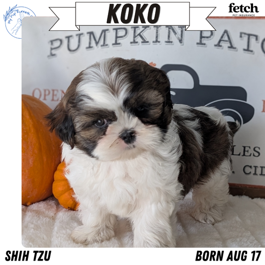 SHIH TZU (AUG 17) 2 FEMALES/3 MALES