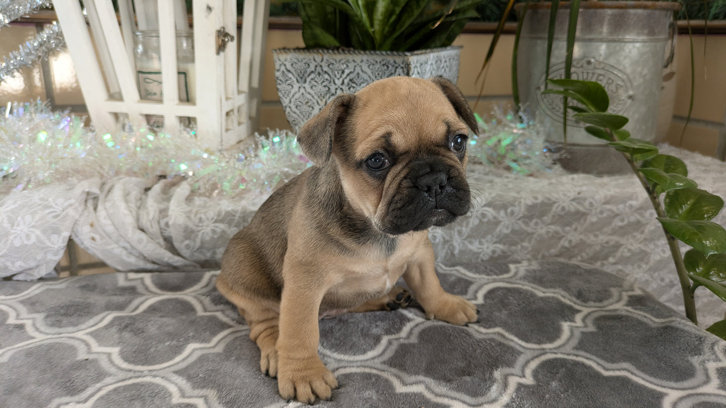 FRENCH BULLDOG (10/12) FEMALE
