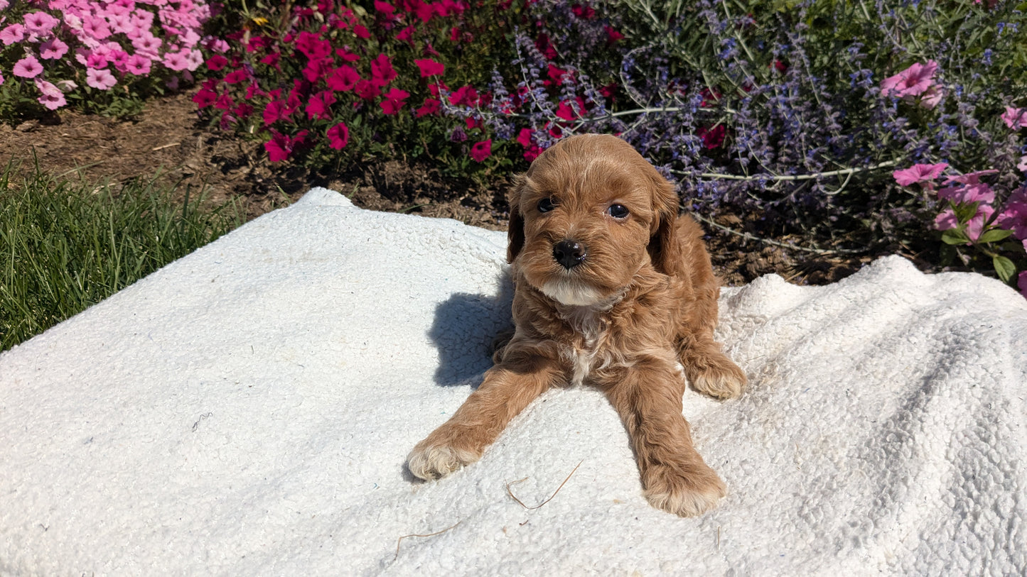 CAVAPOO (08/02) FEMALE