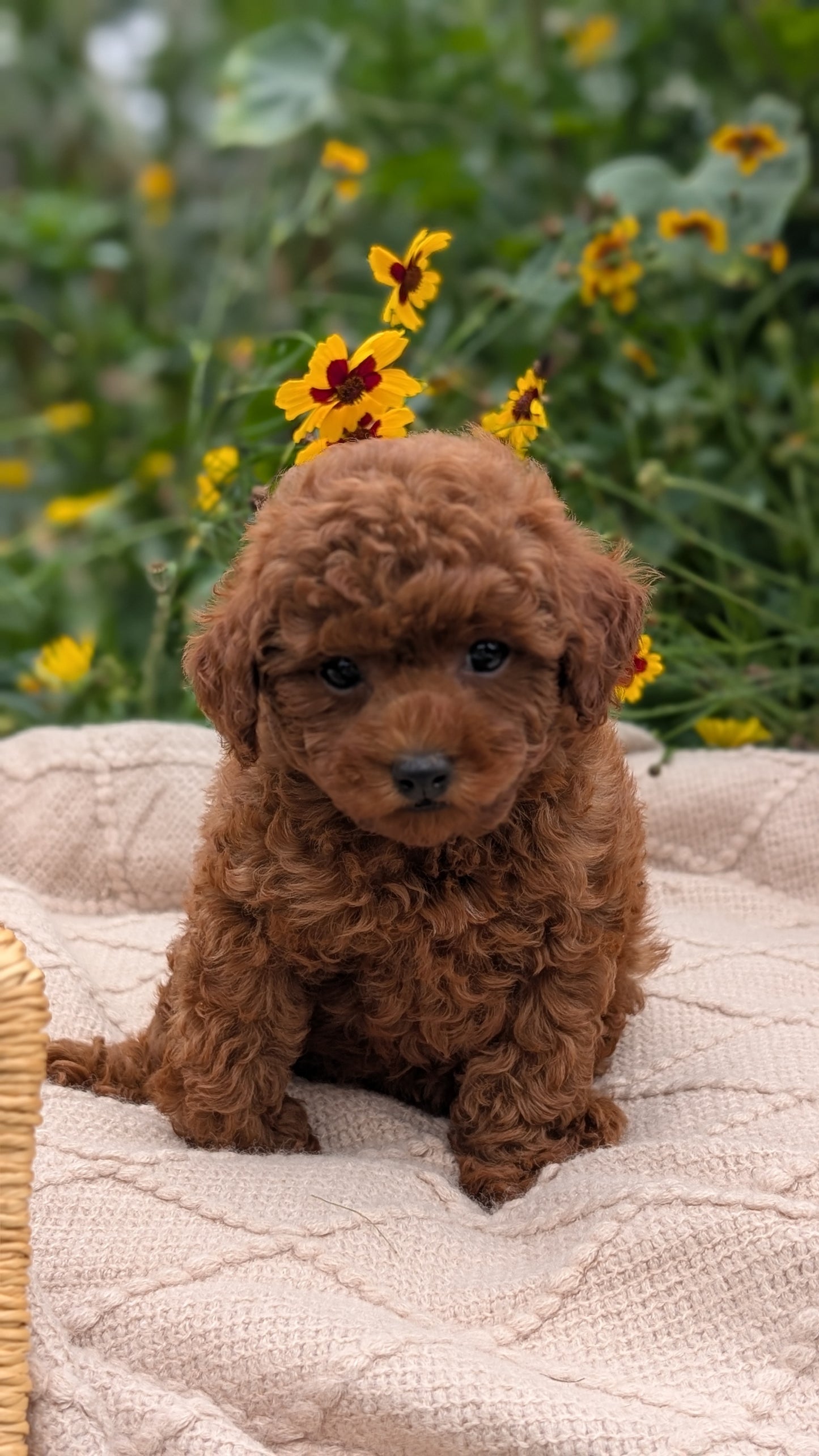 TOY POODLE (07/01) FEMALE