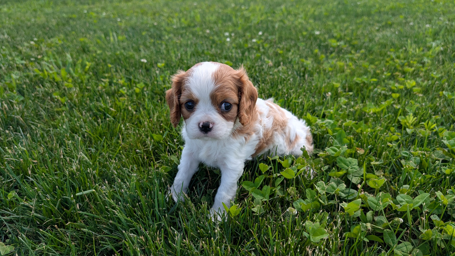 CAVALIER (05/06) MALE