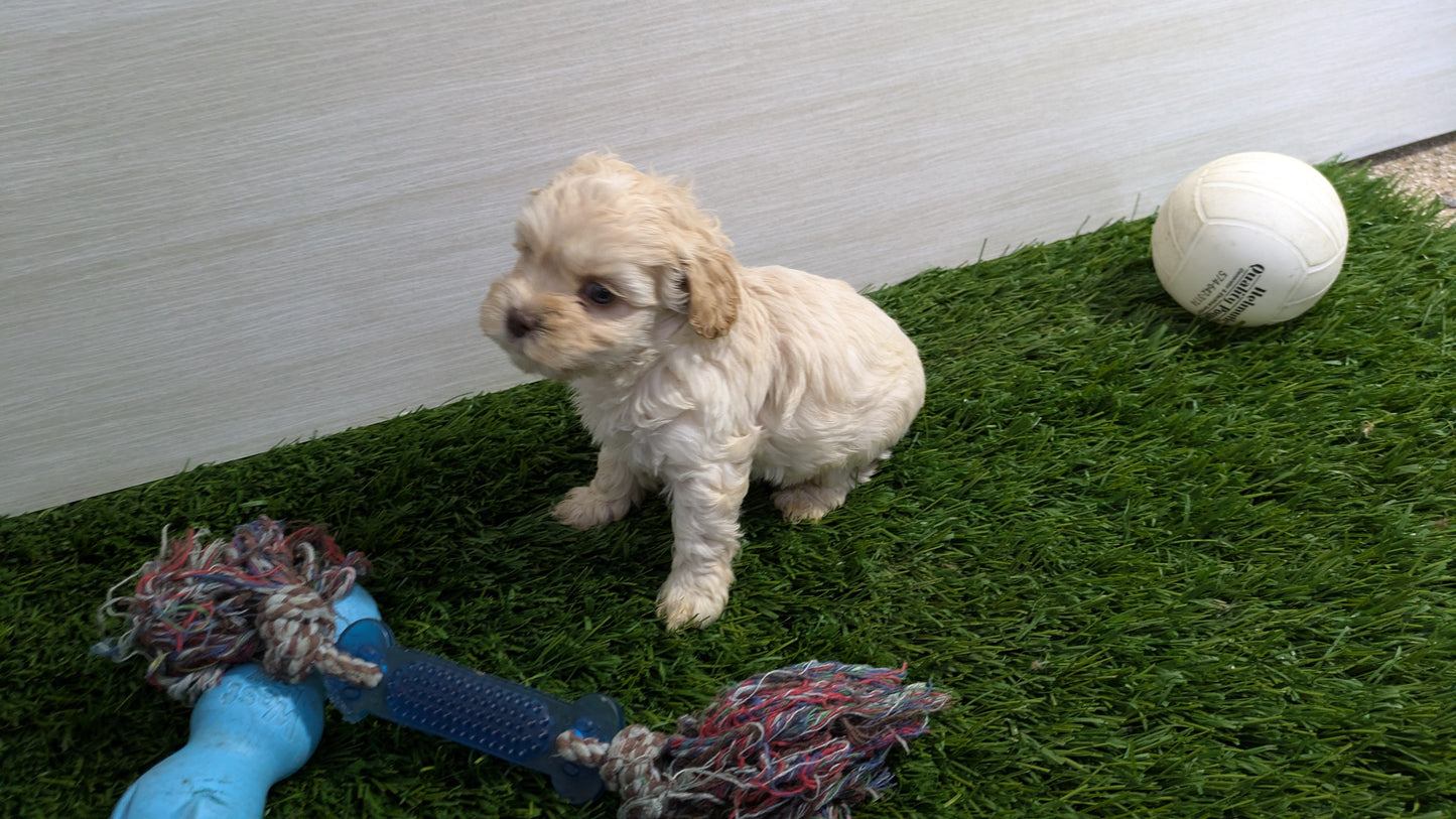 COCKAPOO (01/01) MALE