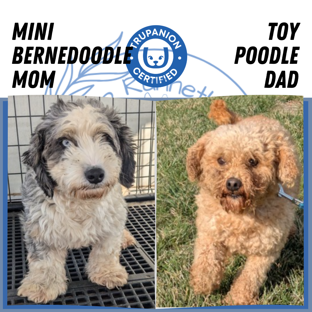 MINI BERNEDOODLE (03/30) MALE