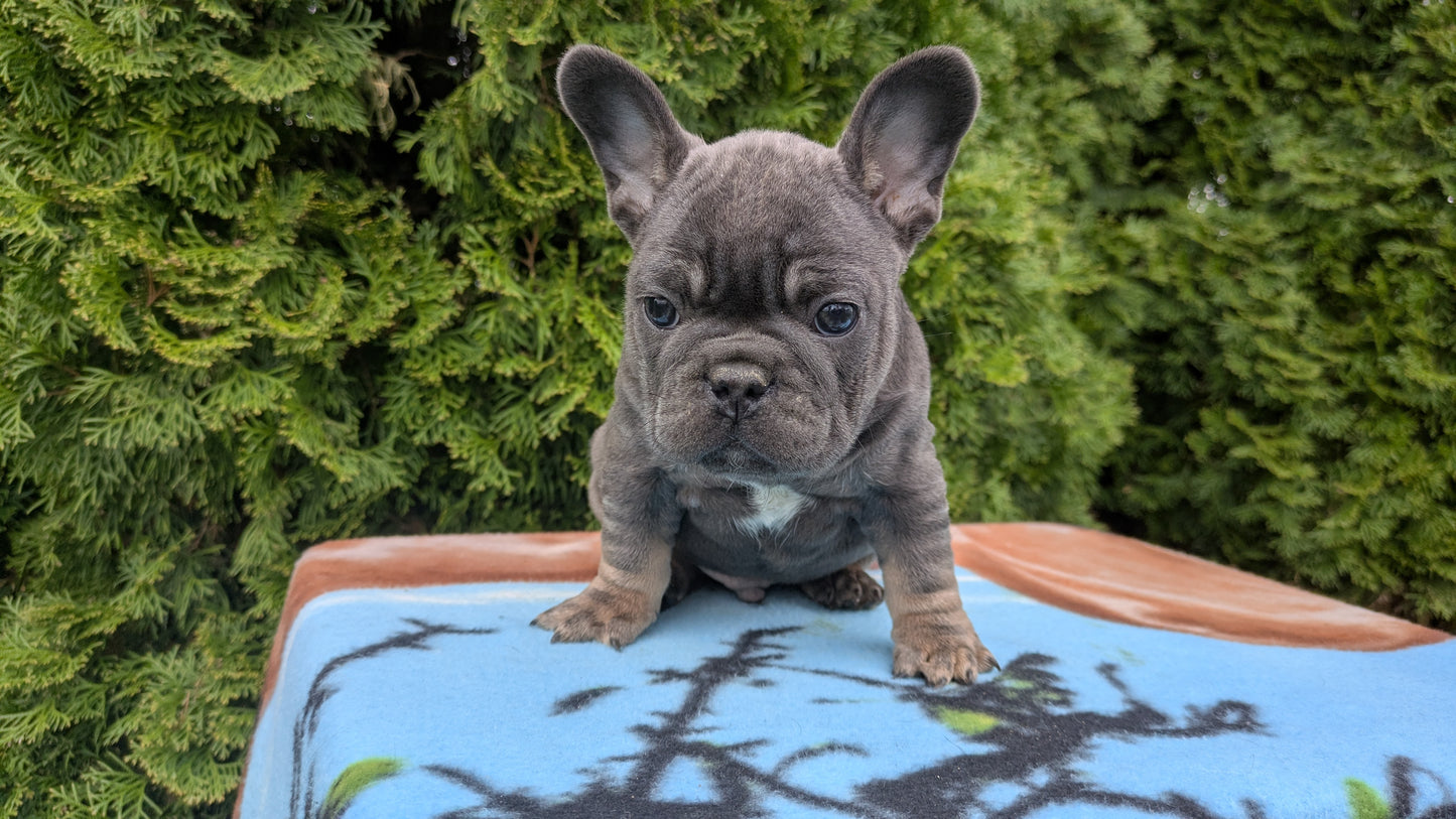 FRENCH BULLDOG (03/04) MALE