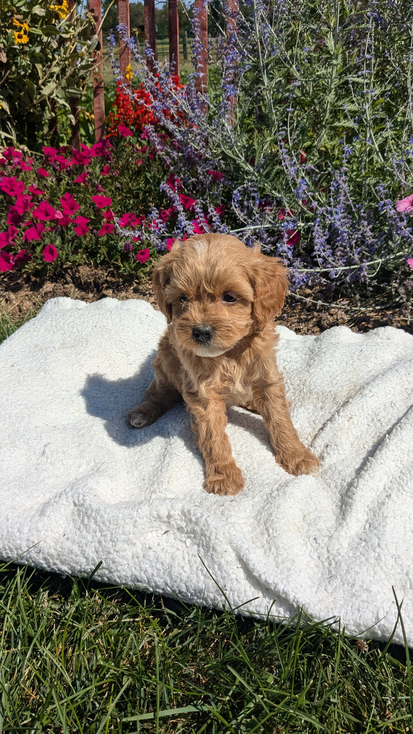 CAVAPOO (08/02) FEMALE