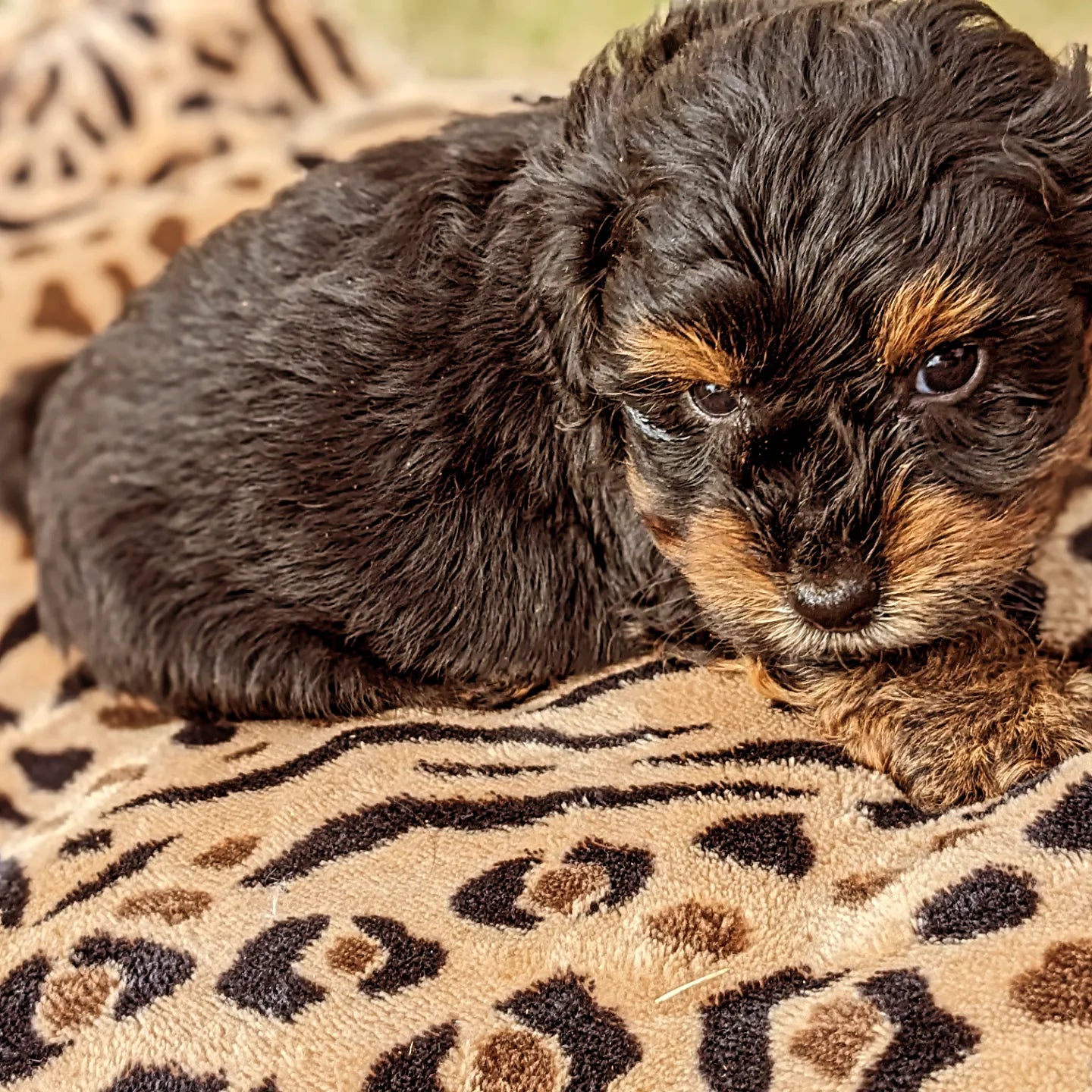 YORKIPOO (1/25) MALE