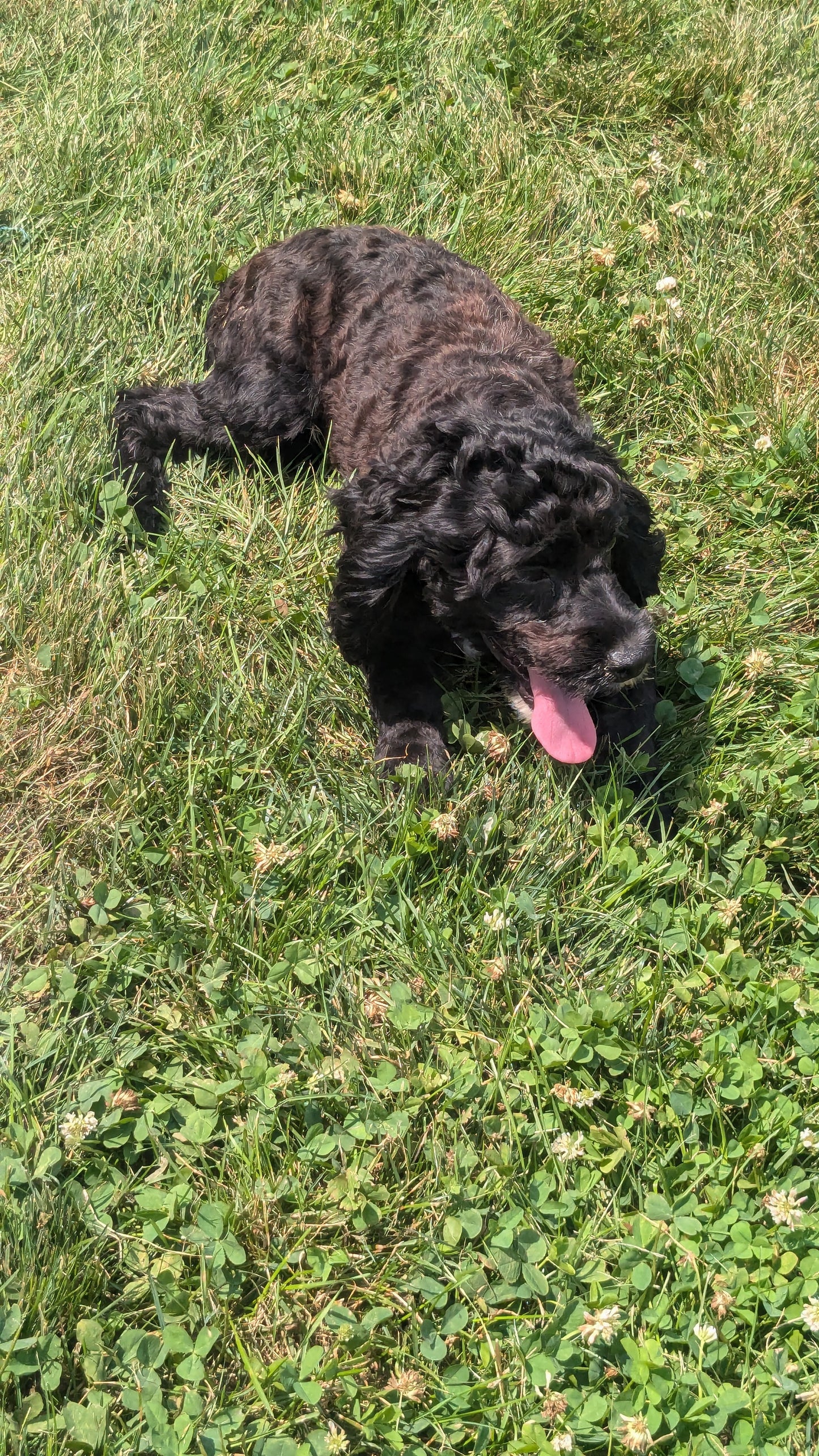 COCKAPOO (01/01) MALE