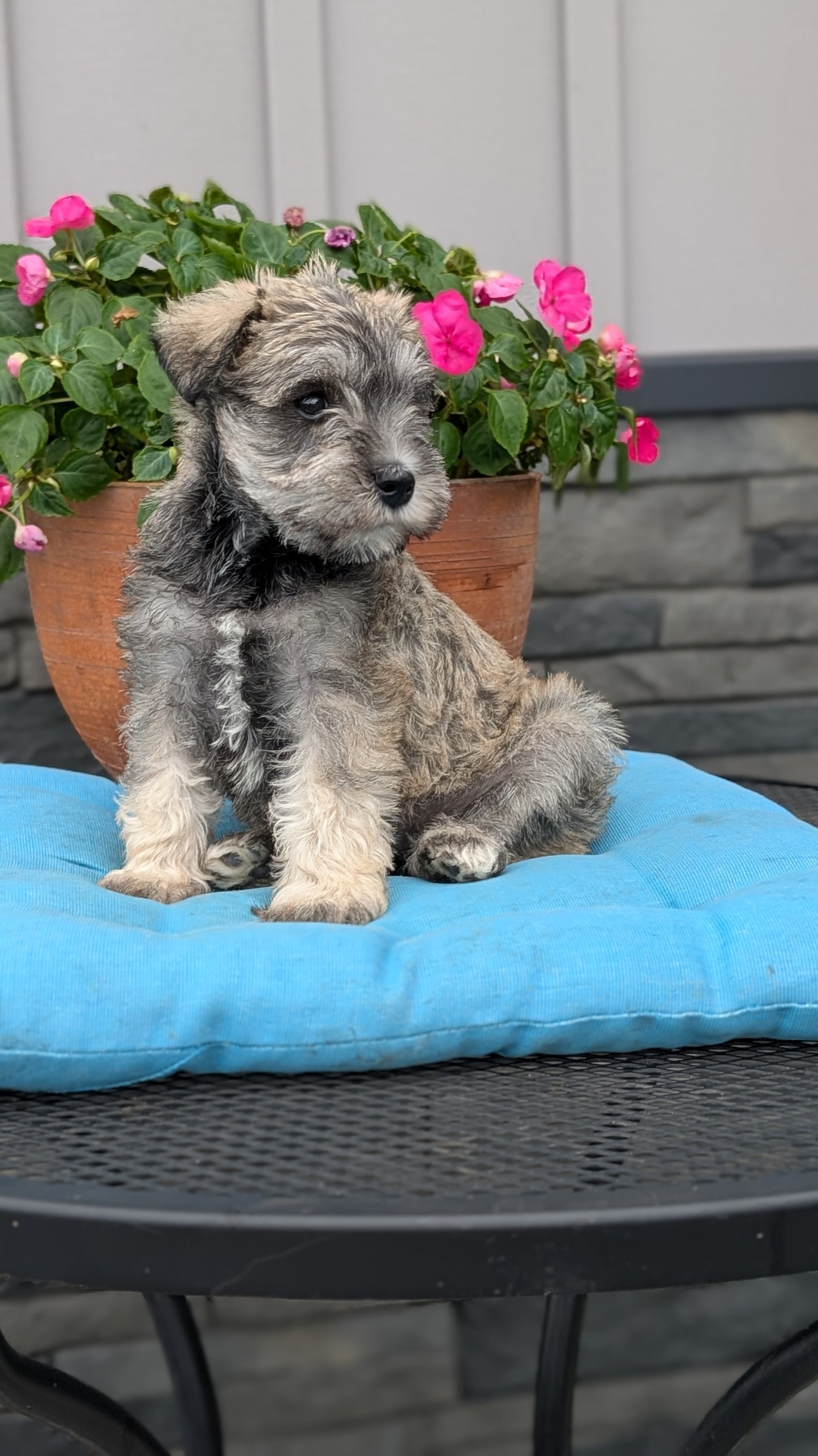 MINI SCHNAUZER (07/10) FEMALE