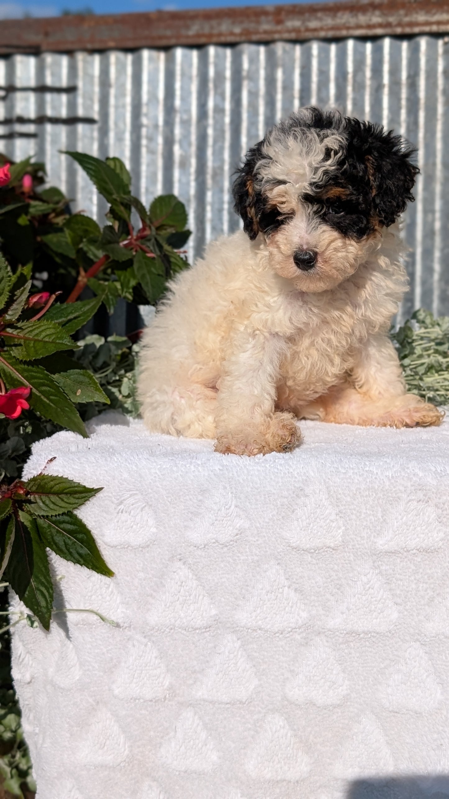 TOY POODLE (07/06) FEMALE